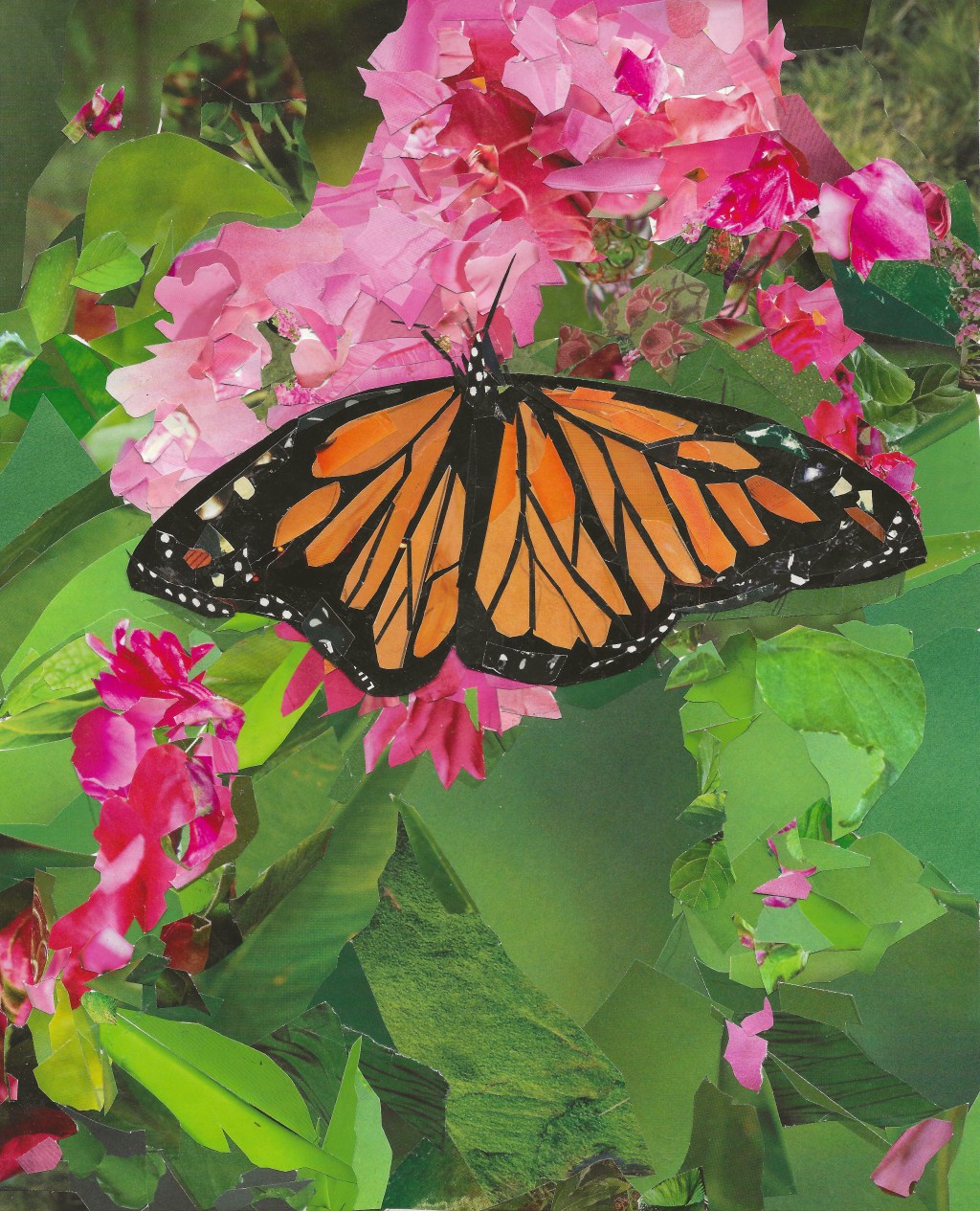 Monarch Butterfly